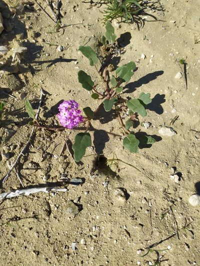 Abronia gracilis, photographed by Daniela Gámez