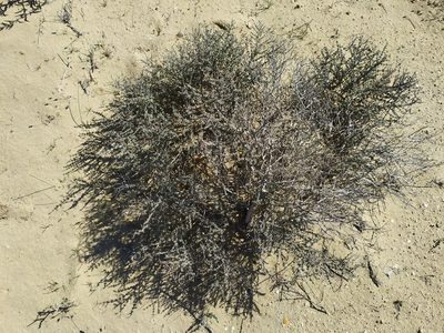 Frankenia palmeri, photographed by Daniela Gámez