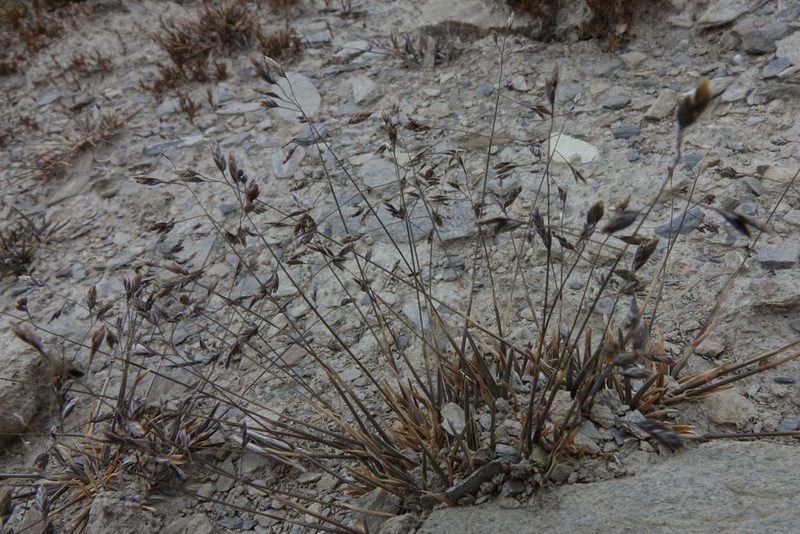 Poa lindsayi, photographed by John Barkla