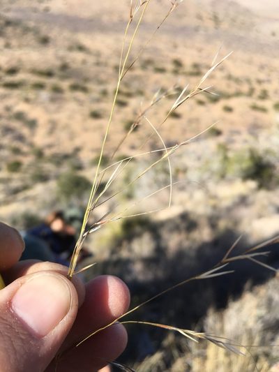 Pseudoeriocoma eminens, photographed by Cecelia Alexander