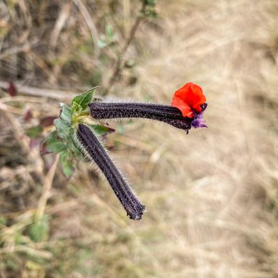 Cuphea llavea, photographed by Andrew McKinlay