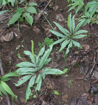 Helminthostachys zeylanica, photographed by Oleg Kosterin