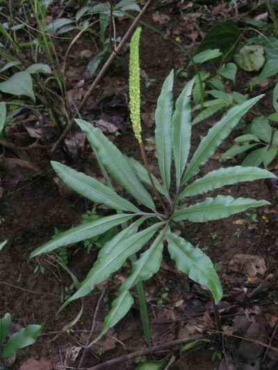 Helminthostachys zeylanica, photographed by Oleg Kosterin
