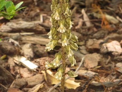 Gastrodia molloyi, photographed by Kathy Warburton
