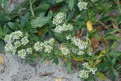 Lepidium juvencum, photographed by John Barkla