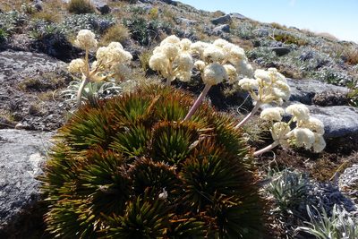 Aciphylla congesta, photographed by John Barkla