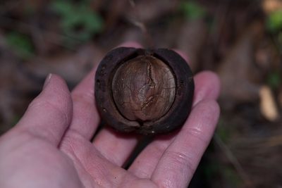 Carya texana, photographed by Michelle W. （鍾偉瑋）