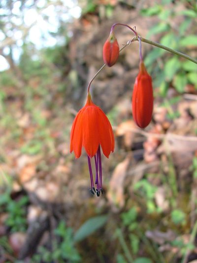 Bessera elegans, photographed by Leonardo O. Alvarado Cárdenas