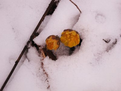 Adonis amurensis, photographed by Repina Tatyana