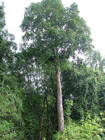 Magnolia iltisiana, photographed by Leonardo O. Alvarado Cárdenas