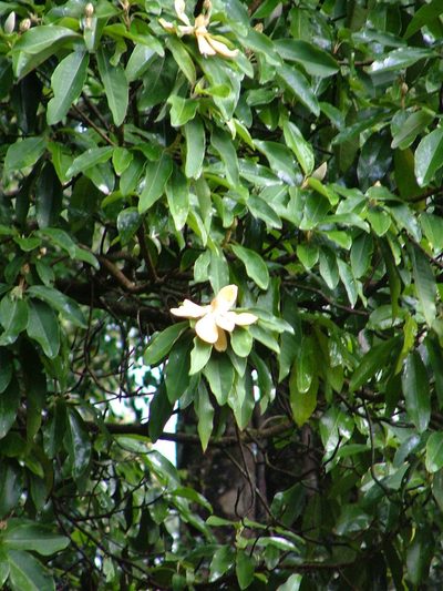 Magnolia iltisiana, photographed by Leonardo O. Alvarado Cárdenas