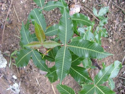 Bursera kerberi, photographed by Leonardo O. Alvarado Cárdenas