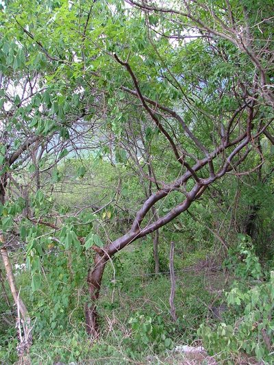 Bursera kerberi, photographed by Leonardo O. Alvarado Cárdenas