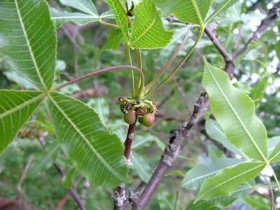 Bursera kerberi, photographed by Leonardo O. Alvarado Cárdenas