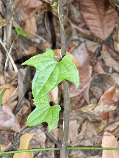 Dioscorea sansibarensis, photographed by Nasser Halaweh