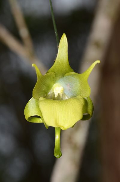 Aeranthes ramosa, photographed by Pavel Kirillov