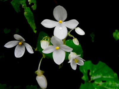 Begonia crenata, photographed by S.MORE