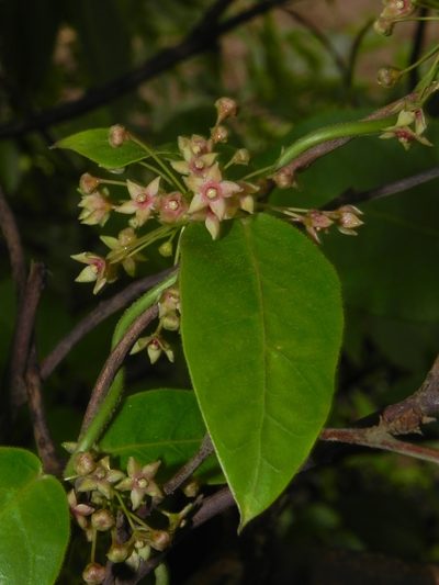 Vincetoxicum dalzellii, photographed by S.MORE