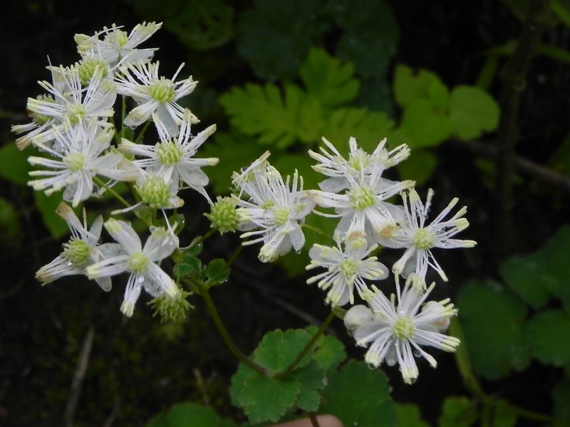 Thalictrum dalzellii, photographed by S.MORE