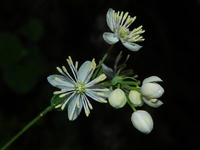 Thalictrum dalzellii, photographed by S.MORE