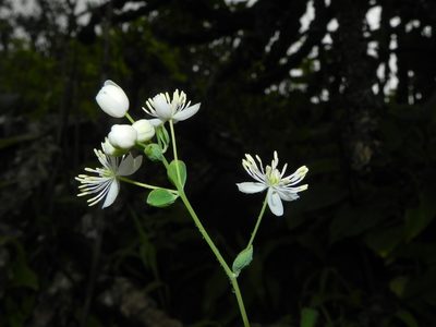 Thalictrum dalzellii, photographed by S.MORE