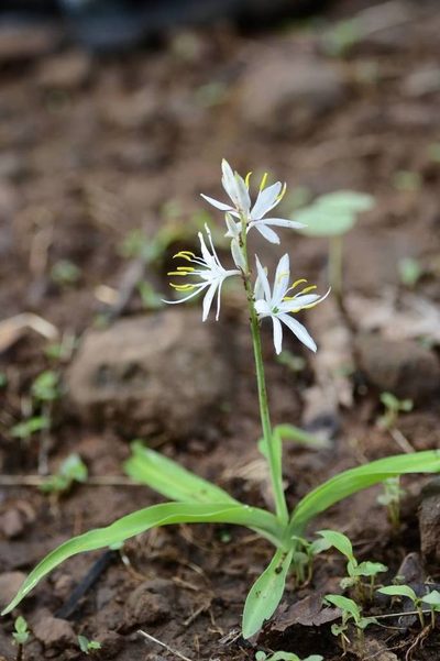 Chlorophytum borivilianum, photographed by S.MORE