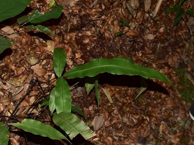 Blechnopsis finlaysoniana, photographed by Nasser Halaweh