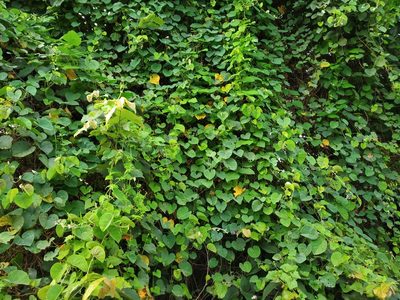 Rivea hypocrateriformis, photographed by S.MORE