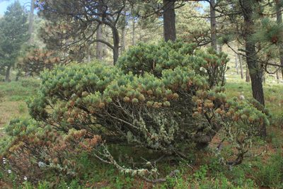 Pinus culminicola, photographed by Ricardo Jaimes-López