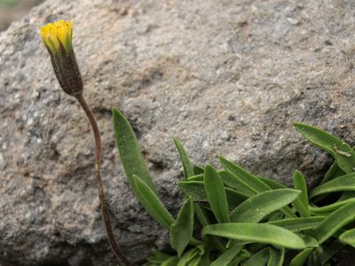 Raillardella scaposa, photographed by Jim Morefield