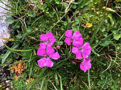 Dianthus glacialis, photographed by Karsten Rohweder