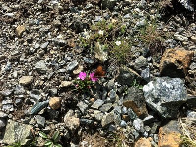 Dianthus glacialis, photographed by Karsten Rohweder