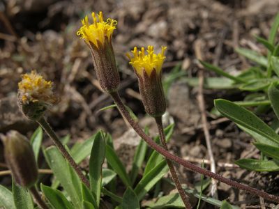 Raillardella scaposa, photographed by Jim Morefield