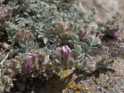 Astragalus austiniae, photographed by Jim Morefield