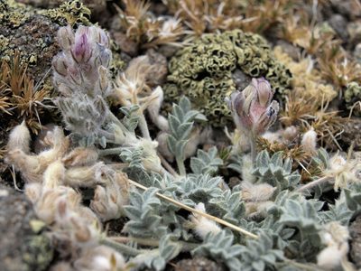 Astragalus austiniae, photographed by Jim Morefield