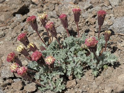 Chaenactis nevadensis, photographed by Jim Morefield