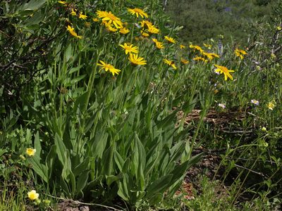 Arnica mollis, photographed by Jim Morefield