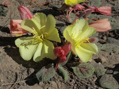 Oenothera xylocarpa, photographed by Jim Morefield