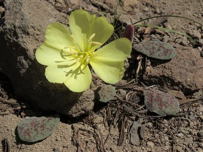 Oenothera xylocarpa, photographed by Jim Morefield