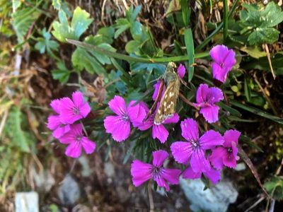Dianthus glacialis, photographed by Karsten Rohweder