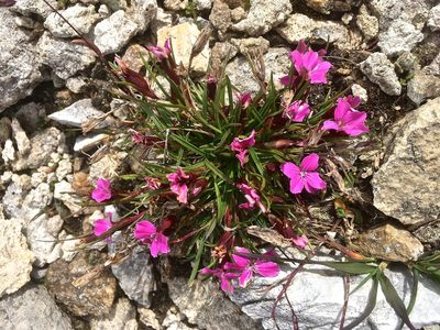Dianthus glacialis, photographed by Karsten Rohweder