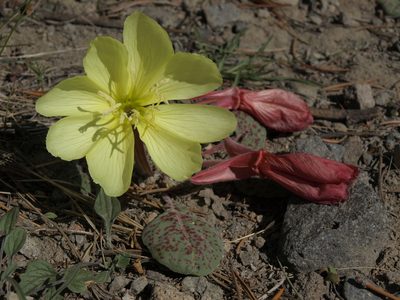 Oenothera xylocarpa, photographed by Jim Morefield