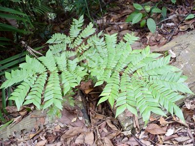 Archidendron clypearia, photographed by Nasser Halaweh