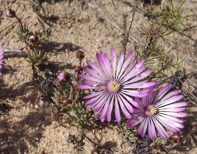 Lampranthus peacockiae, photographed by James Deacon
