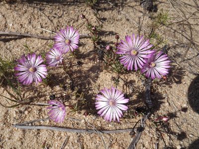 Lampranthus peacockiae, photographed by James Deacon