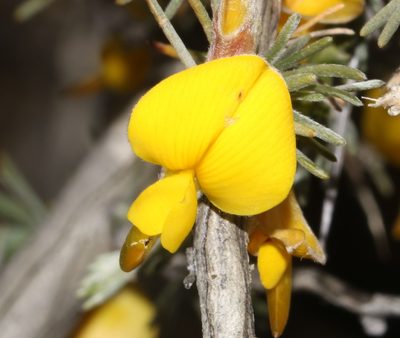 Aspalathus rostrata, photographed by Brian du Preez