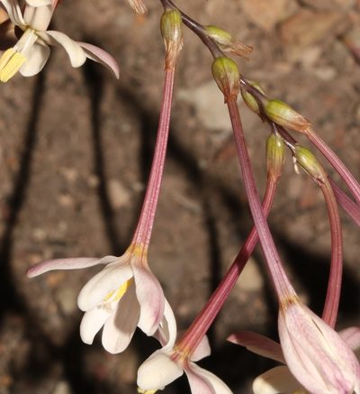 Ixia paucifolia, photographed by Brian du Preez