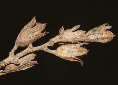 Psoralea striata, photographed by Brian du Preez