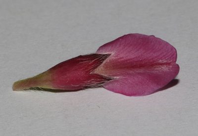 Polhillia involucrata, photographed by Brian du Preez