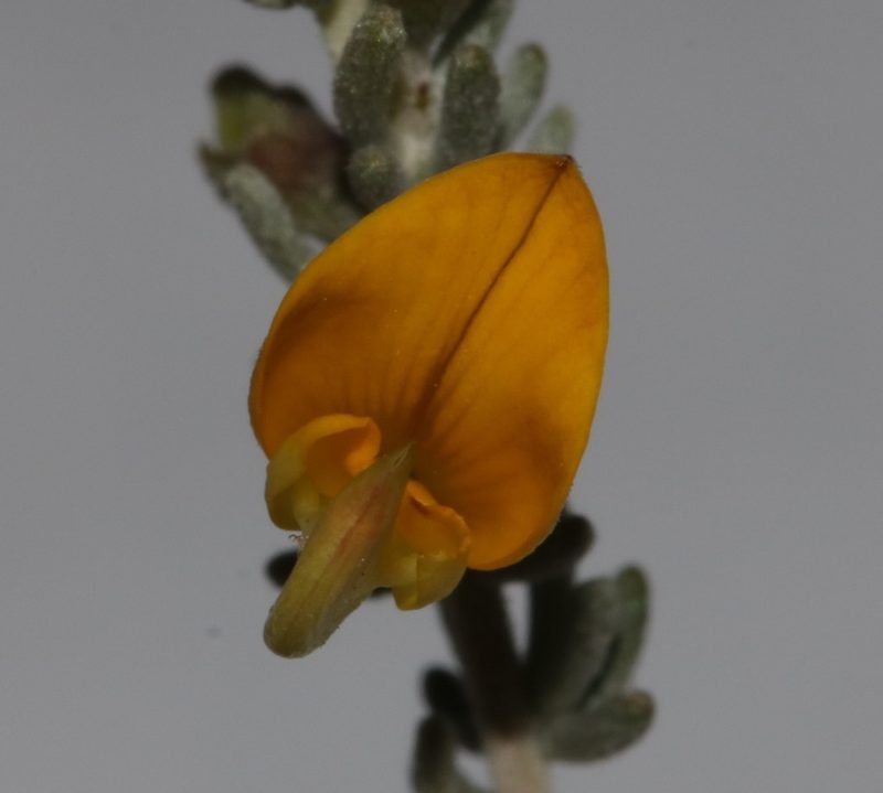Aspalathus leucophylla, photographed by Brian du Preez